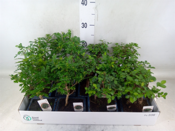 <h4>Bonsai   ...mix</h4>
