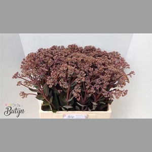 Sedum Matrona