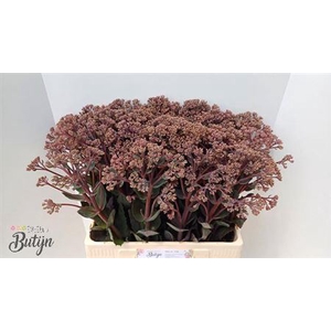 Sedum Matrona