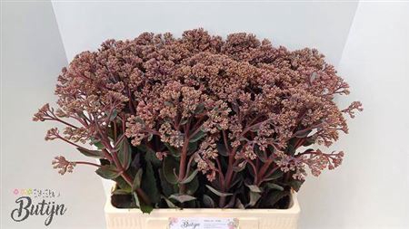 <h4>Sedum Matrona</h4>