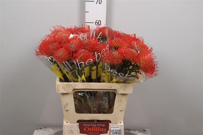 <h4>Leuco Succession</h4>