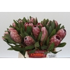 Protea Pink Ice