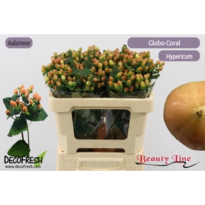 HYP GLOBO CORAL