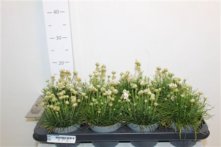 <h4>Armeria Maritima</h4>