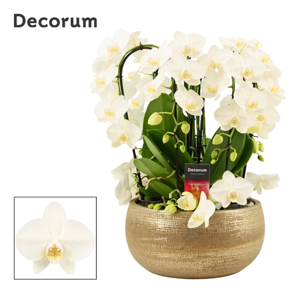 <h4>Aurelie twirl 9 tak symphony white (Deco-collection)</h4>
