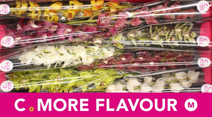 <h4>CYMB MI GEM</h4>