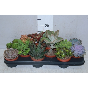 Succulenten Gemengd