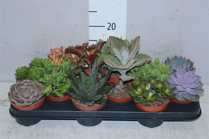 <h4>Succulenten Gemengd</h4>