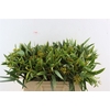 Euca Amber Nut Berry 50cm