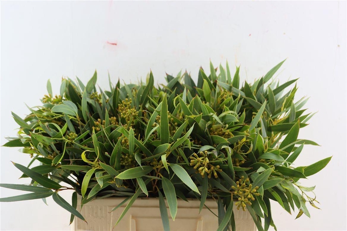 Euca Amber Nut Berry 50cm