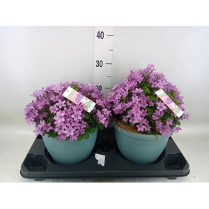 Campanula  'Ambella Pink'