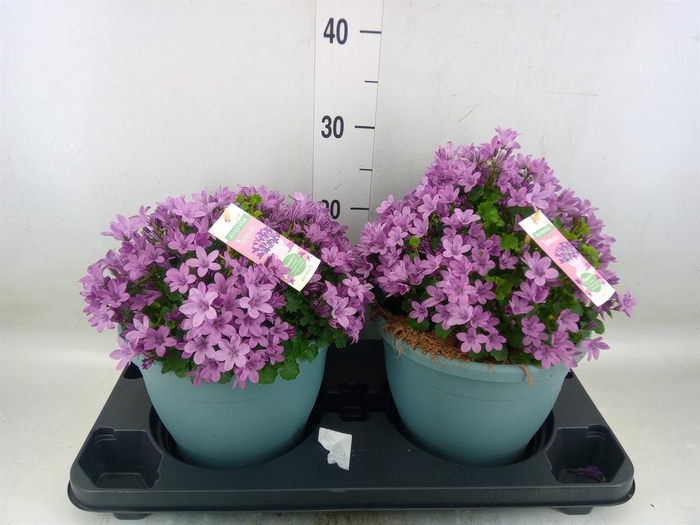 <h4>Campanula  'Ambella Pink'</h4>
