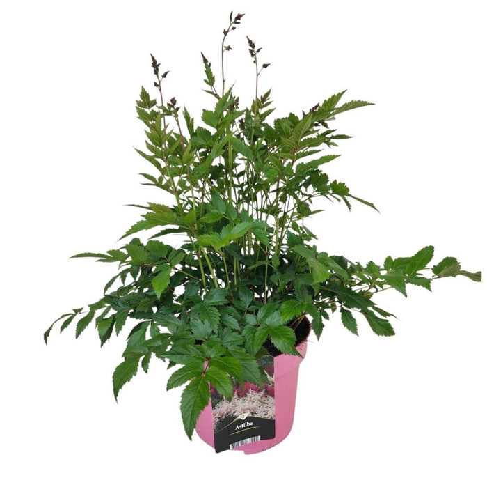 <h4>Astilbe Japonica Grp 'Rheinland'</h4>
