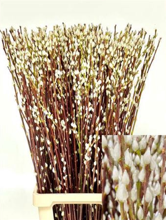 <h4>Salix Wilgenkatjes 100cm</h4>