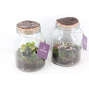 arr3 WR - Terrarium Neptunes