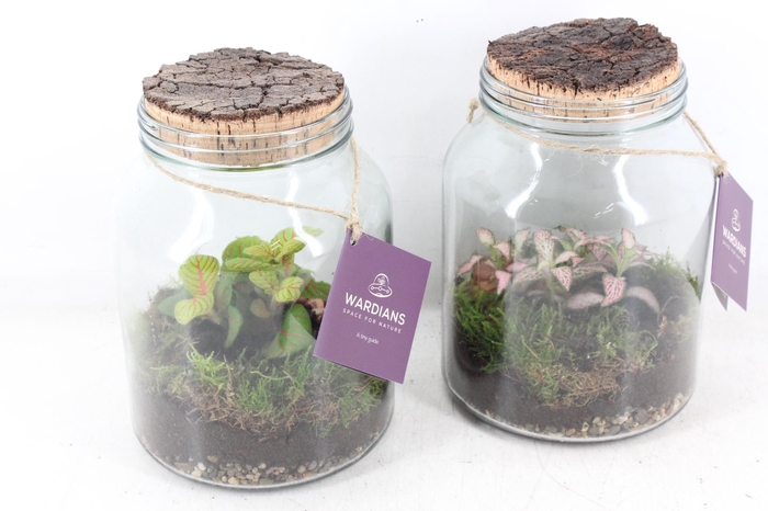 <h4>arr3 WR - Terrarium Neptunes</h4>