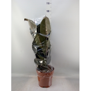 Ficus elastica 'Abidjan'