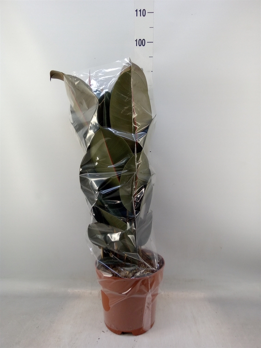 <h4>Ficus elastica 'Abidjan'</h4>
