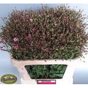SAPONARIA OV