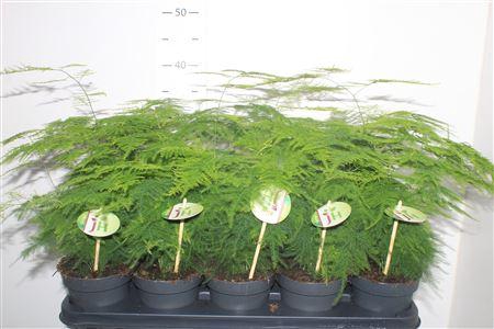 <h4>Aspar Setaceus</h4>