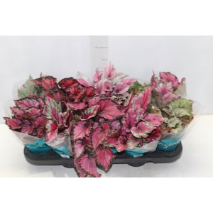BEGONIA BELEAF P11 PO