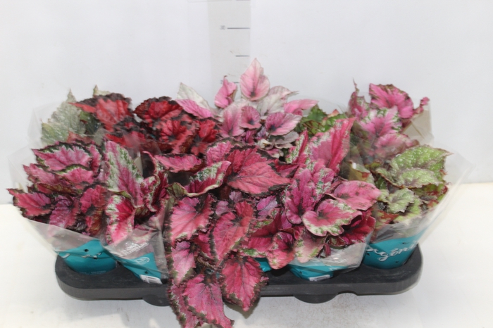<h4>BEGONIA BELEAF P11 PO</h4>
