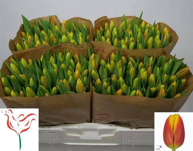 <h4>TU EN DOW JONES</h4>