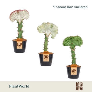 Euphorbia Cristata