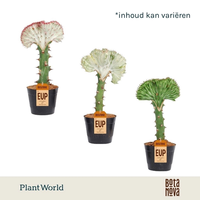 <h4>Euphorbia Cristata</h4>