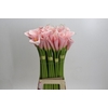 Zantedeschia Eydolls Pink