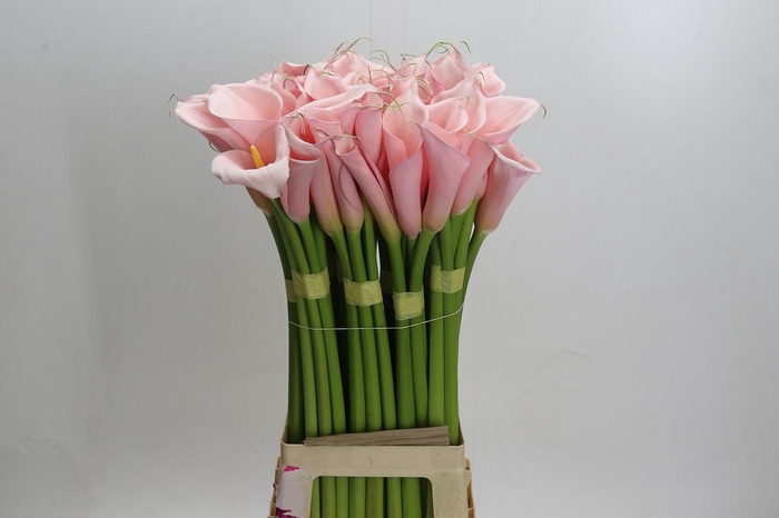 <h4>Zantedeschia Eydolls Pink</h4>