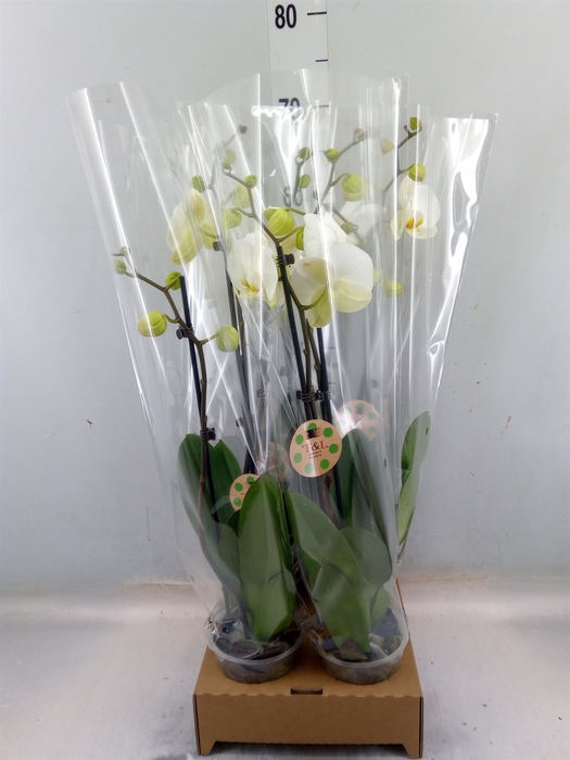 <h4>Phalaenopsis   ...white</h4>