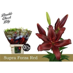 Li La Forza Red 5+