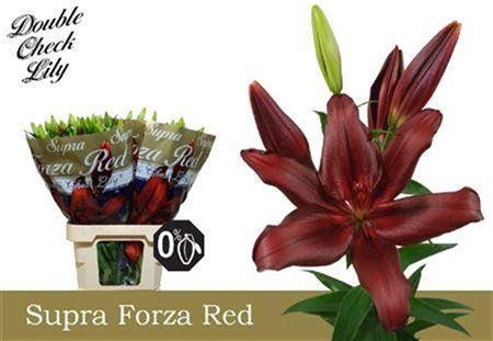 <h4>Li La Forza Red 5+</h4>