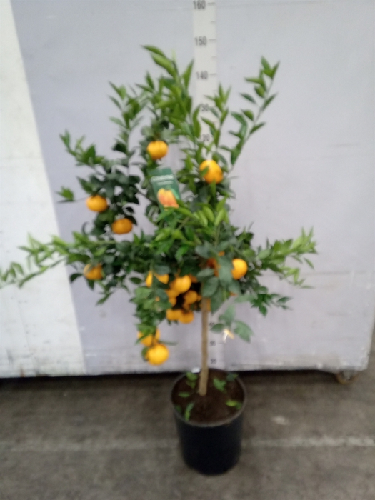 <h4>Citrus reticulata 'Clementine'</h4>