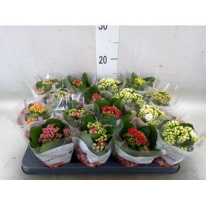 Kalanchoe blos. 'RoyalDon'   ..mix