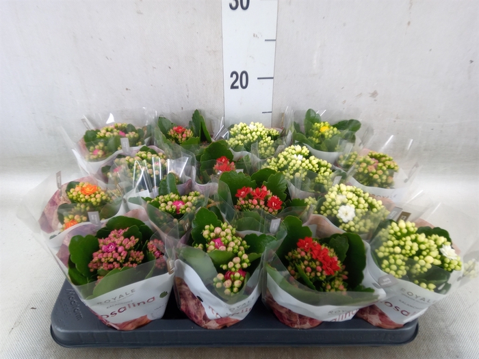 <h4>Kalanchoe blos. 'RoyalDon'   ..mix</h4>
