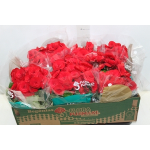 BEGONIA BALADIN P15