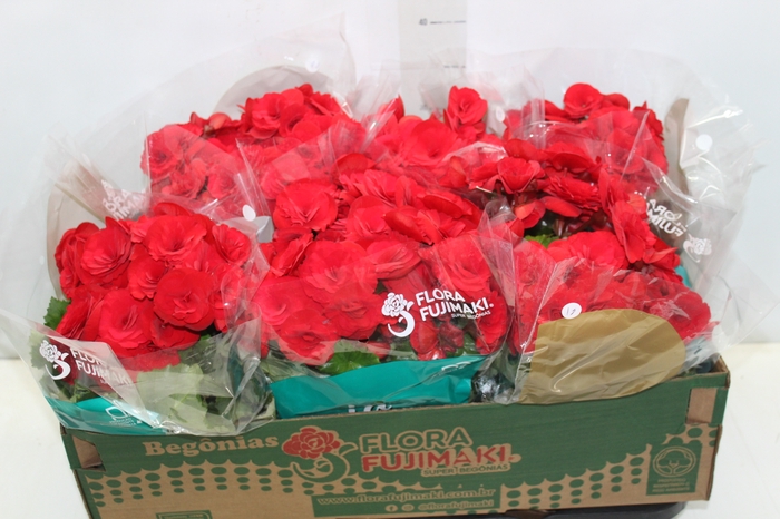 <h4>BEGONIA BALADIN P15</h4>