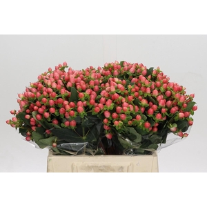 Hypericum Sweet Romance