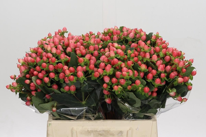 <h4>Hypericum Sweet Romance</h4>