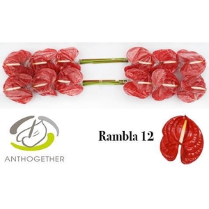 Anth Rambla