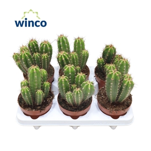 CACTUS OV