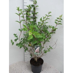 Hydrangea pan. Angels Blush str. 50-60 cm P26