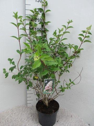 <h4>Hydrangea pan. Angels Blush str. 50-60 cm P26</h4>