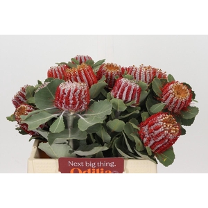 Banksia Coccinea