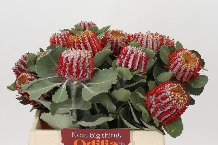 <h4>Banksia Coccinea</h4>