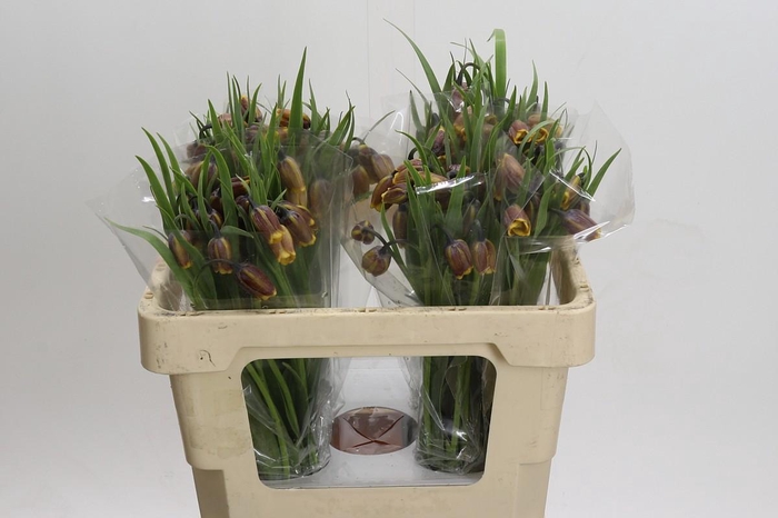 <h4>Fritillaria uva-vulpis</h4>