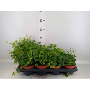 Hedera helix 'Lady Kay'