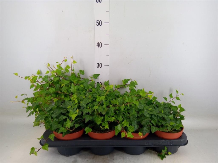 <h4>Hedera helix 'Lady Kay'</h4>